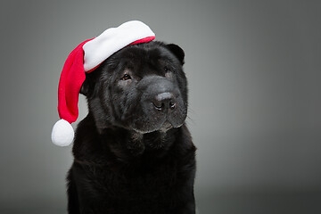 Image showing black shar pei in xmas hat