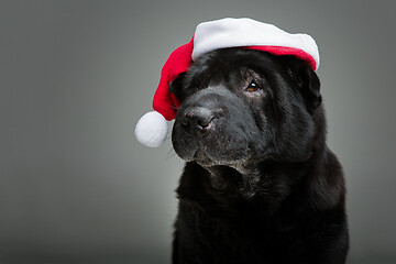 Image showing black shar pei in xmas hat