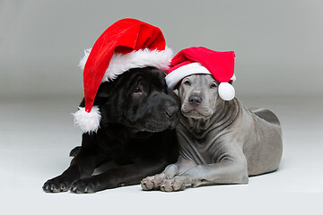 Image showing thai ridgeback puppy and shar pei dog