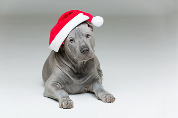 Image showing thai ridgeback puppy in xmas hat