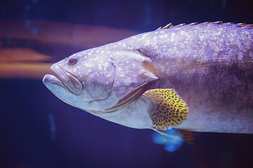 Image showing fish swimming in aquarium