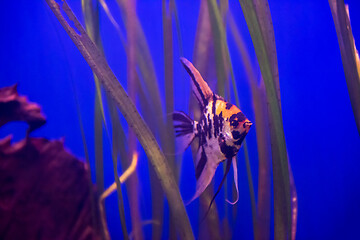 Image showing fish swimming in aquarium