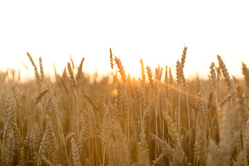 Image showing cereal field with ripe wheat spikelets