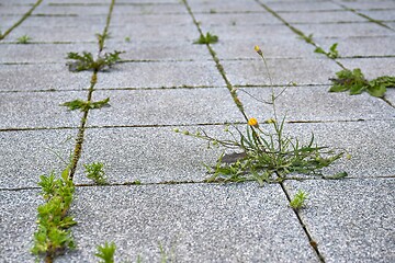 Image showing Weed growing in a deserted urban area