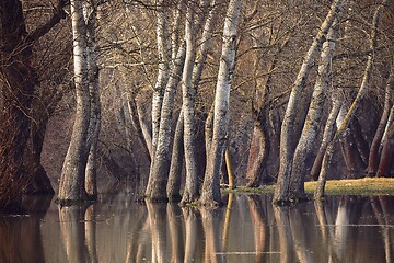 Image showing Trees on flooded shore reflecting in the water