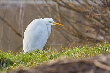 Image showing Bird on a lakeside