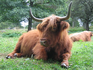 Image showing Highland cow