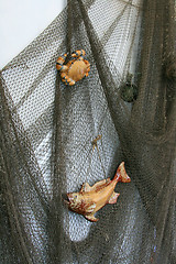 Image showing Fishing net on the wall