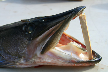 Image showing Pike for sale