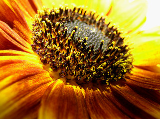 Image showing sunflower