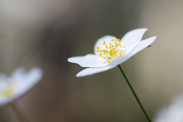 Image showing Wood anemone