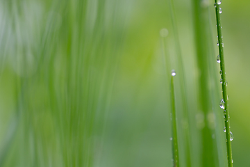 Image showing Wet grass