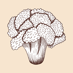 Image showing Cauliflower Icon