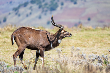 Image showing endemic Mountain Nyala in ale mountains Ethiopia