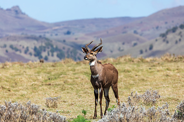 Image showing endemic Mountain Nyala in ale mountains Ethiopia