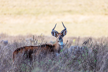 Image showing endemic Mountain Nyala in ale mountains Ethiopia