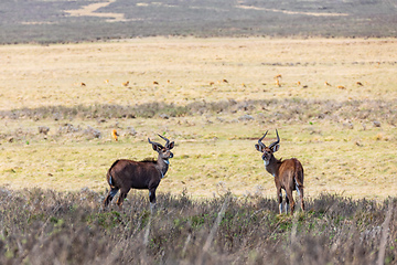 Image showing endemic Mountain Nyala in ale mountains Ethiopia