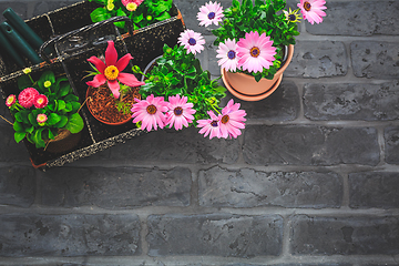 Image showing Tool box withpotted spring flowers, gardening tools and flowerpot on black stone background