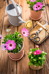 Image showing Spring flowers and plants in flowerpots with gardening tools and watering can on wooden background