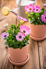 Image showing Spring flowers and plants in flowerpots with gardening tools and watering can on wooden background