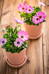 Image showing Spring flowers and plants in flowerpots with gardening tools and watering can on wooden background