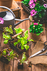 Image showing Salad seedlings and jung plants in small containes prepared for replanting into garden bed