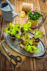 Image showing Salad seedlings and jung plants in small containes prepared for replanting into garden bed