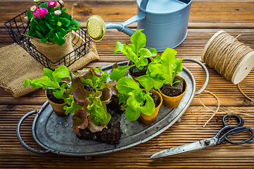 Image showing Salad seedlings in small containes prepared for replanting into garden bed