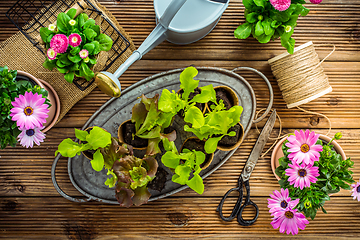 Image showing Salad seedlings and jung plants in small containes prepared for replanting into garden bed