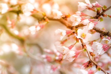 Image showing Spring background. Blooming branch with small pink and white flowers in sunlight