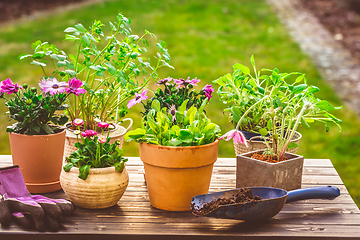 Image showing Potted flower, plants and herbs in garden or balcony