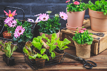 Image showing Gardening - planting and replanting, seedlings with plants in flower pots