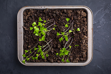 Image showing Small seedlings growing in cultivation tray