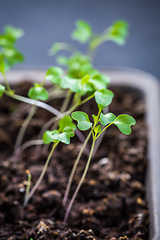 Image showing Small seedlings growing in cultivation tray