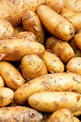 Image showing Sweet potato vertical