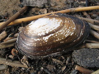 Image showing Seashell at the beach