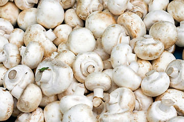 Image showing White mushrooms