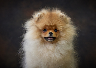 Image showing portrait of pomeranian spitz puppy