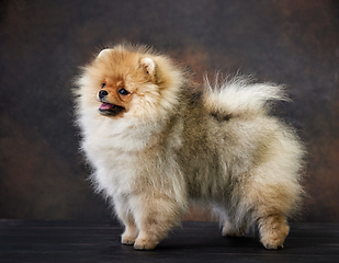 Image showing portrait of pomeranian spitz puppy