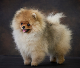 Image showing portrait of pomeranian spitz puppy