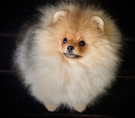 Image showing portrait of pomeranian spitz puppy