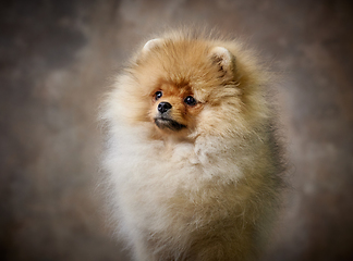 Image showing portrait of pomeranian spitz puppy