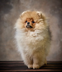 Image showing portrait of pomeranian spitz puppy