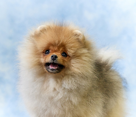 Image showing portrait of pomeranian spitz puppy
