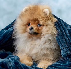 Image showing portrait of pomeranian spitz puppy