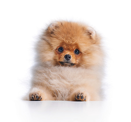 Image showing portrait of pomeranian spitz puppy