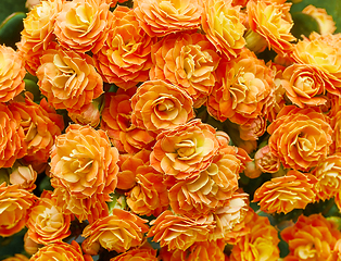 Image showing blooming flower background