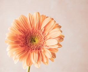 Image showing beautiful gerbera flower