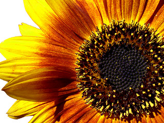 Image showing sunflower