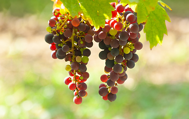 Image showing Bunch of white grapes hanging 